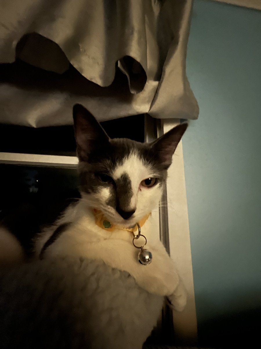 Meadow Soprano the Cat tweet media