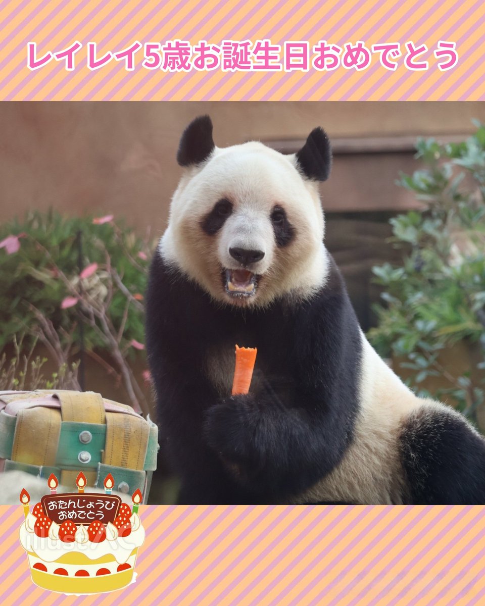 kondopanda's tweet photo. レイちゃん、5歳お誕生日おめでとう🎉
環境にはなれたかな？たくさん食べて元気に過ごしてね。早く会いたいです。
2026.6.23
#レイレイ　#パンダ　#上野動物園　#雅安 https://t.co/h8LEP5PUEX