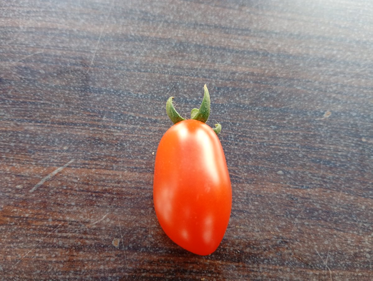 wsaoba's tweet photo. おはようございます！ワクステです😀

トマト収穫日記🍅
晴天🌞のおかげでトマトの収穫も👍

様々な形のトマトもひょっこりはん😁
ほんと、癒しキャラです🍅
＃八戸市　＃青森県産トマト https://t.co/5wj8J1nECT