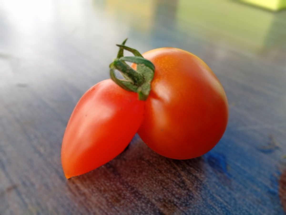 wsaoba's tweet photo. おはようございます！ワクステです😀

トマト収穫日記🍅
晴天🌞のおかげでトマトの収穫も👍

様々な形のトマトもひょっこりはん😁
ほんと、癒しキャラです🍅
＃八戸市　＃青森県産トマト https://t.co/5wj8J1nECT