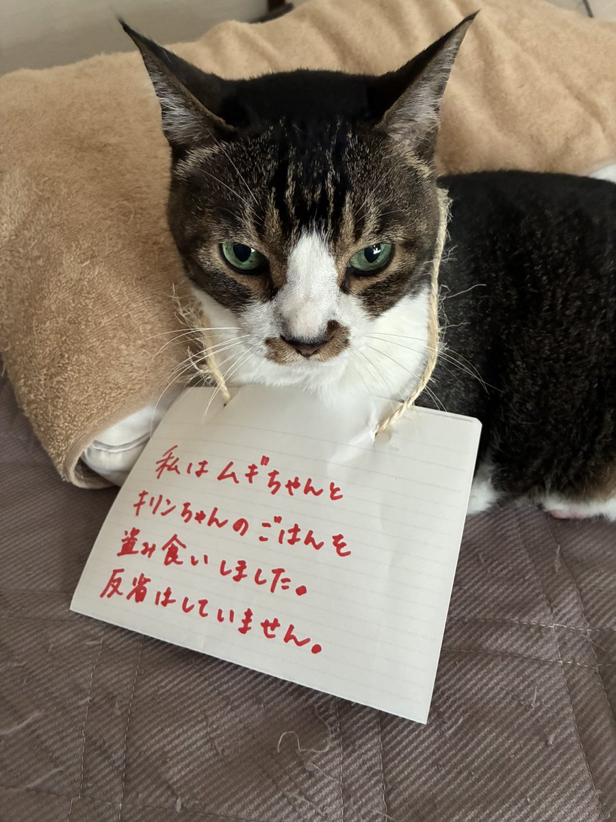 otsukimi087's tweet photo. 今日のアサヒ https://t.co/EjFsCFFNjy