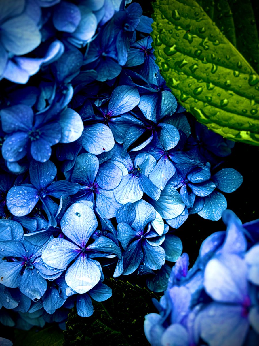 di33443's tweet photo. 青梅雨に濡れる紫陽花

#TLを花でいっぱいにしよう
#photo #photograghy 
#キリトリセカイ https://t.co/zGRYgOKq3O