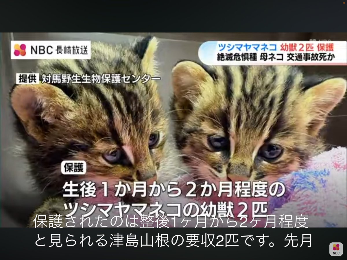 sunameryl's tweet photo. 絶滅危惧種“ツシマヤマネコ”の仔猫2匹を保護　交通事故で母を失ったか、保護は極めて稀な2例目 https://t.co/mtqQD3V6n0 @YouTubeより https://t.co/TuRtdAHaMU