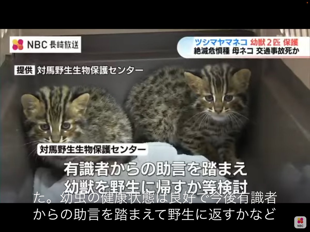 sunameryl's tweet photo. 絶滅危惧種“ツシマヤマネコ”の仔猫2匹を保護　交通事故で母を失ったか、保護は極めて稀な2例目 https://t.co/mtqQD3V6n0 @YouTubeより https://t.co/TuRtdAHaMU