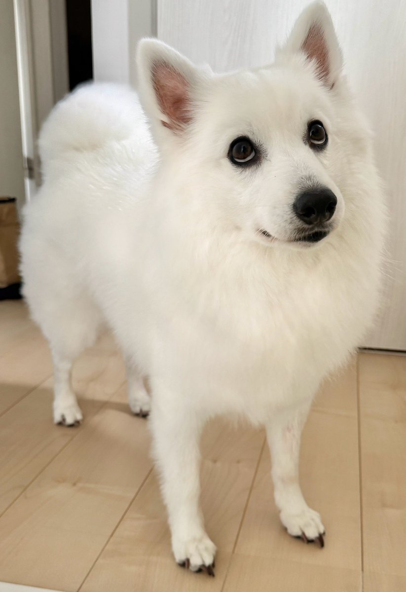 zknc_'s tweet photo. はいそうですこの私が寝起きから可愛い犬です https://t.co/vc66DCSd3U