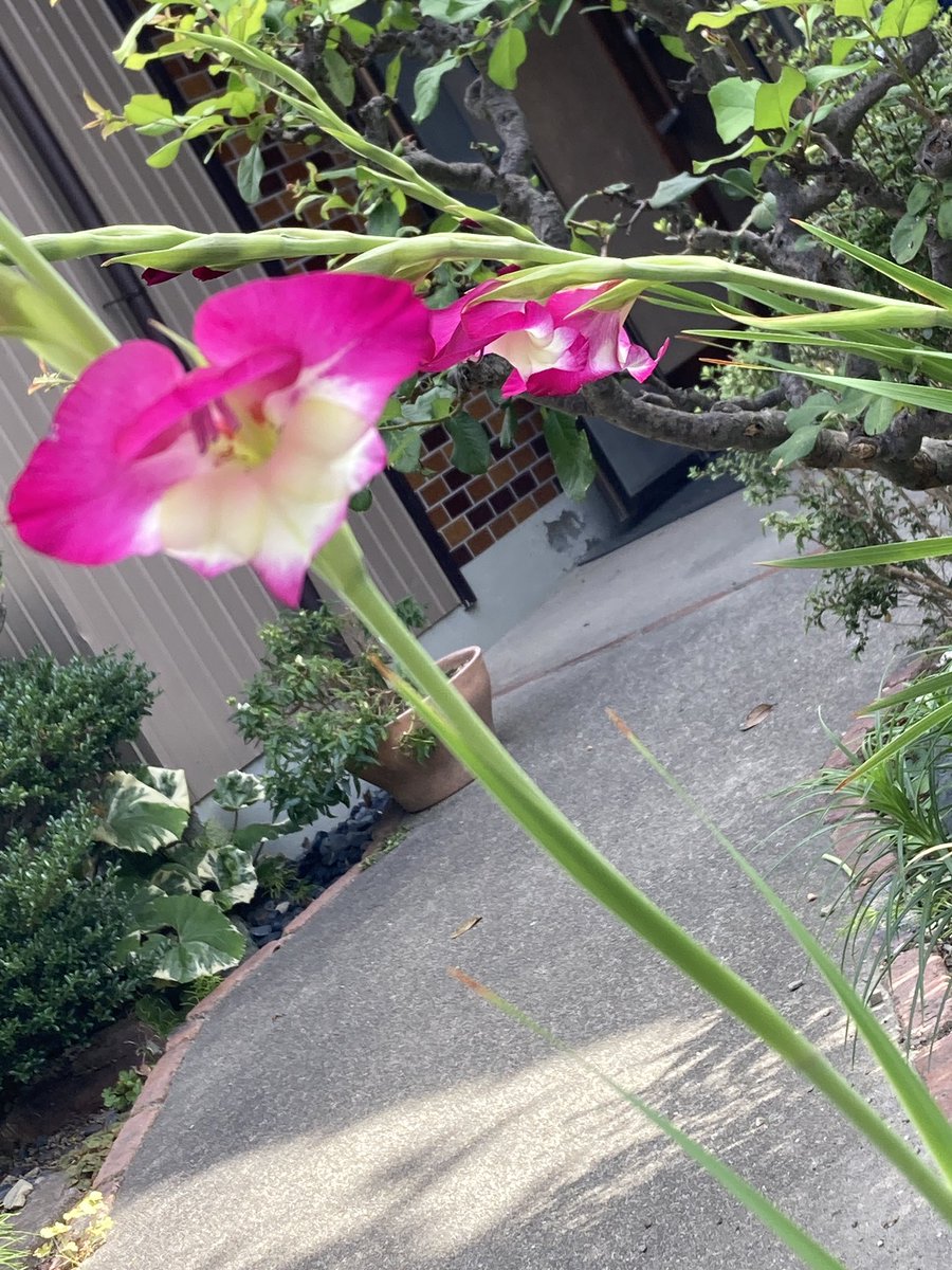 mitimam's tweet photo. お早うございます🙇‍♀️
晴れの朝です🌞
熱中症には気をつけたいです🥵
今日もよろしくお願いします🙇‍♀️良い一日をお過ごし下さい😊
#イマソラ　#ニワノハナ https://t.co/TGMl0FblGp