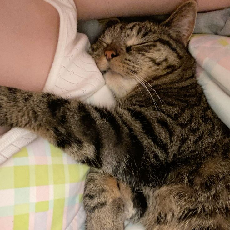 biteeme33's tweet photo. She loves me more than anything:p

#love #cat #furry #all #tadc #fursuitdance https://t.co/MmIpvTtt1q
