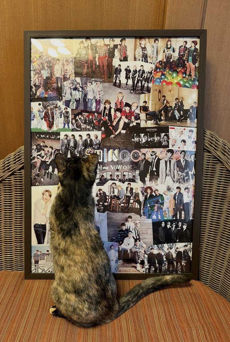 dkdikd_aya's tweet photo. 日本デビュー15周年おめでとう💎💎💎💎💎
SHINeeは私の希望そして誇り✨
いつまでも歩む道を照らし続けるパールアクアグリーンの一粒でいさせてね💖

誰をも虜にしちゃうSHINee🐱🥰

#輝くSHINee日本デビュー15周年
#SHINee_JapanDebut_15thAnniversary https://t.co/bdVW2Joivn