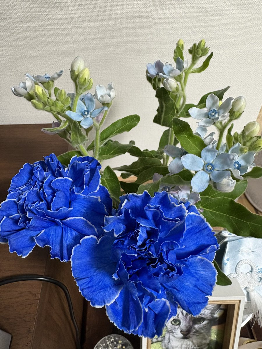 tentenchie1's tweet photo. 仕事で協力をお願いしないといけないことがあり面談。嫌って言われるかなぁと思っていたら、「しない」という答えはないって返事、かっこよすぎ。ベテランの魅力と底力。
写真は先週のお花。長男坊にぴったりの綺麗なブルー🩵 https://t.co/S3VSep9b4X