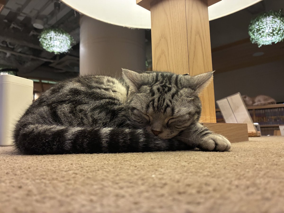 do6PsWdIX5984's tweet photo. 初めて猫カフェいったー https://t.co/GDv6CKjc4j