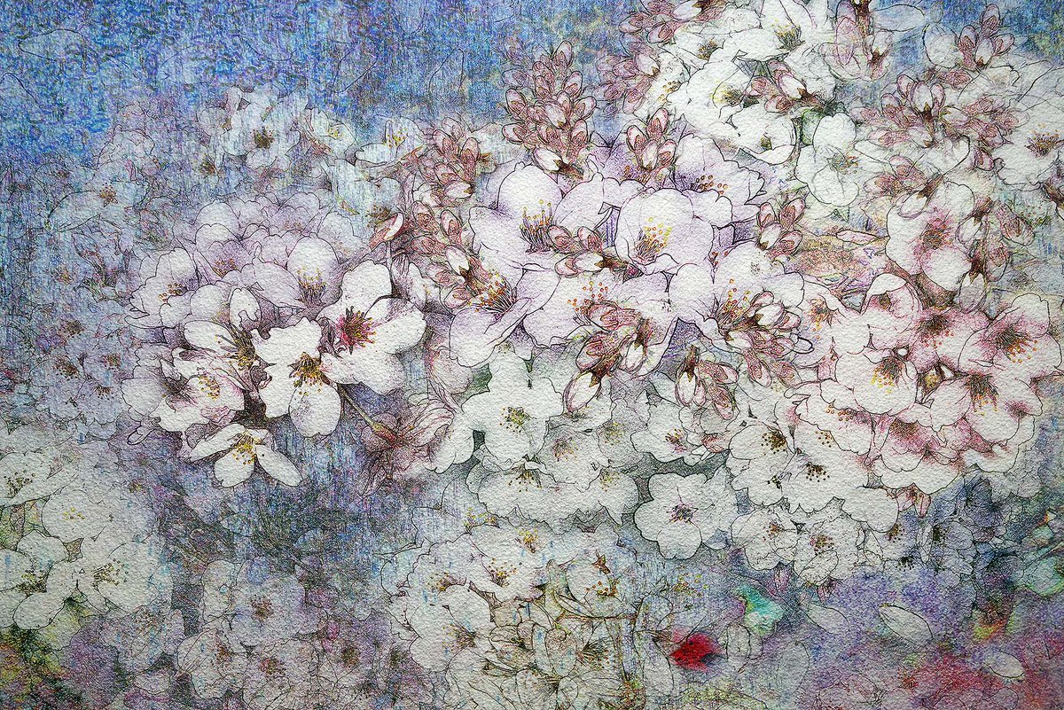 flingscottomomi's tweet photo. デジタル版画、2024年、桜の花 、（部分） デジタル版画は、PCで製作する電子情報を「版画の版」と考える芸術作品。#デジタル版画 #版画 #版画作品 #美術の窓 #版画芸術 #美術 #芸術 #花の絵 #花の版画 #鈴木朝潮 #版画表現 #デジタル表現 #絵画表現 #桜の花 #現代アート #現代絵画 #桜 #TomomiSuzuk https://t.co/Gul69br3XS
