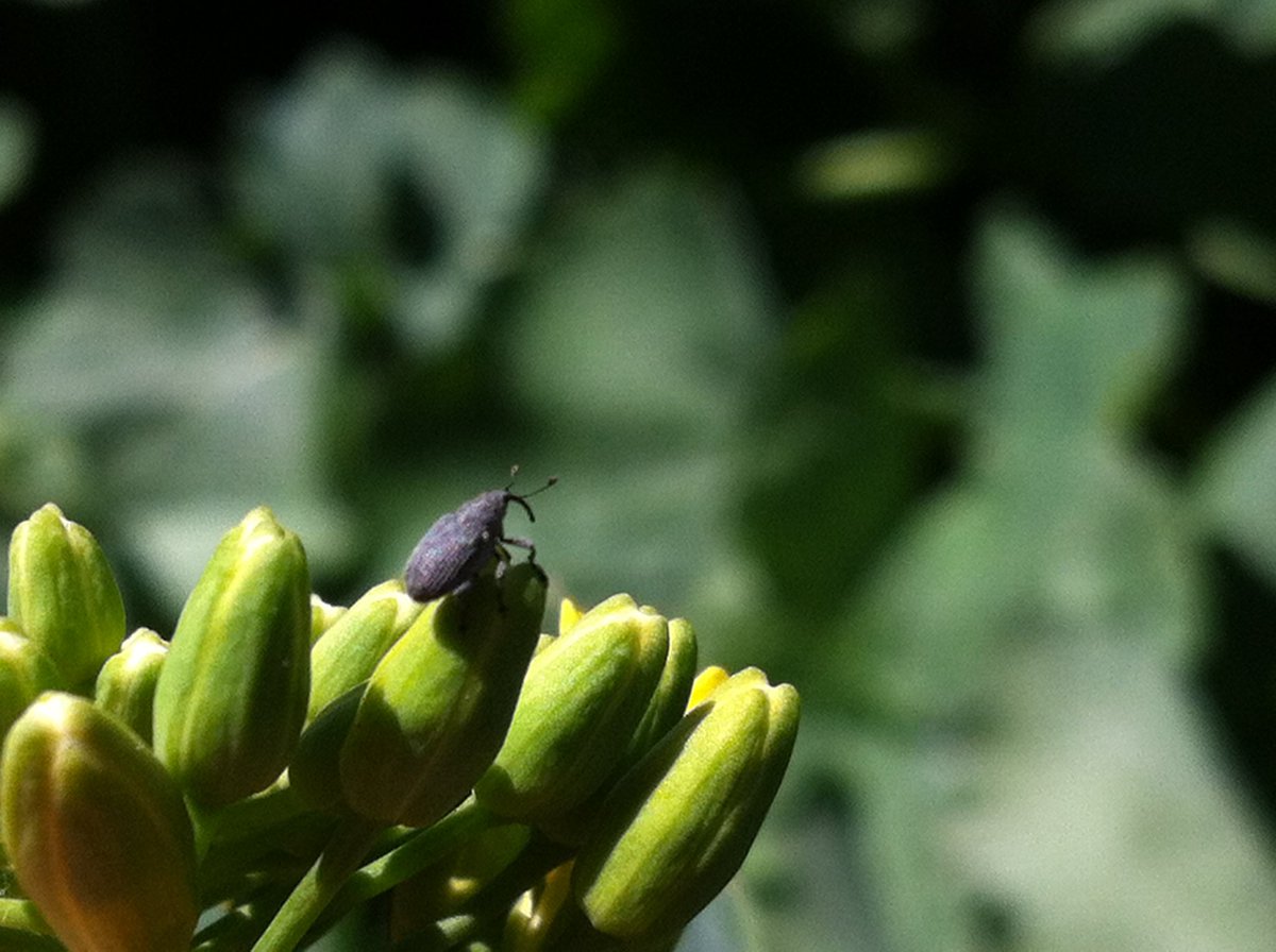 PioneerCoopAG's tweet photo. Guess who’s back?  #cspw scout your canola from bolting to 20% bloom. @dr_tansey @TylerWist1 https://t.co/CbCq40O79G