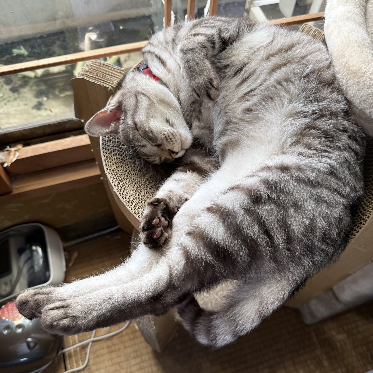 Sorakun2021's tweet photo. おはようございますにゃー🐱
ｽｬｧ💤
#ねこ
#猫のいる暮らし https://t.co/UvLD7d0Lh6
