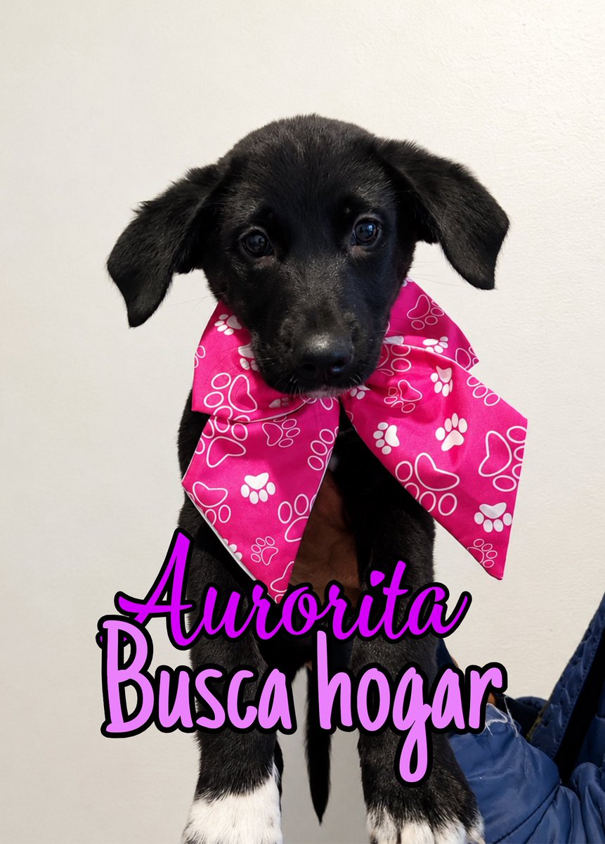AsociacionMi's tweet photo. Últimamente hemos rescatado varias mamás con cachorros, necesitamos encontrar hogares para ellos, o no podremos seguir rescatando ya que estamos colapsados, les presentamos estas bellezas, esterilizados, vacunados, desparasitados y listos para encontrar el amor de su vida 💙💙🩷🩷 si deseas darles una oportunidad en tu familia, por favor escríbenos al WhatsApp 
📲 3118009018 💙