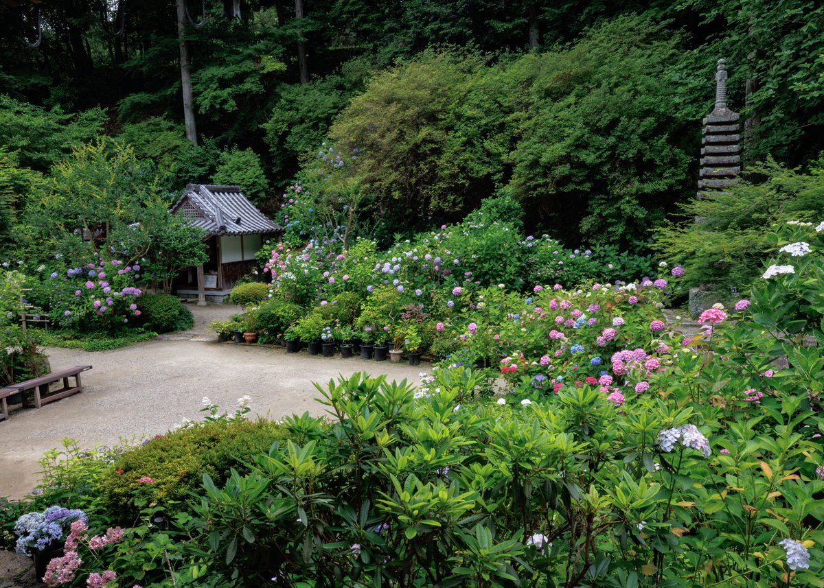 gansenji_temple's tweet photo. 日照りもなく紫陽花にとっては良い気候が続いております！
境内に広がる満開の紫陽花をお楽しみください😄✨

【お知らせ】

紫陽花の開花状況 : 見頃

注意事項をHPにて掲載しておりますのでご確認ください🙏
※カメラスタンドの使用は禁止
※ペット同伴可能（注意事項厳守⚠️） https://t.co/6E4EoWiuNH
