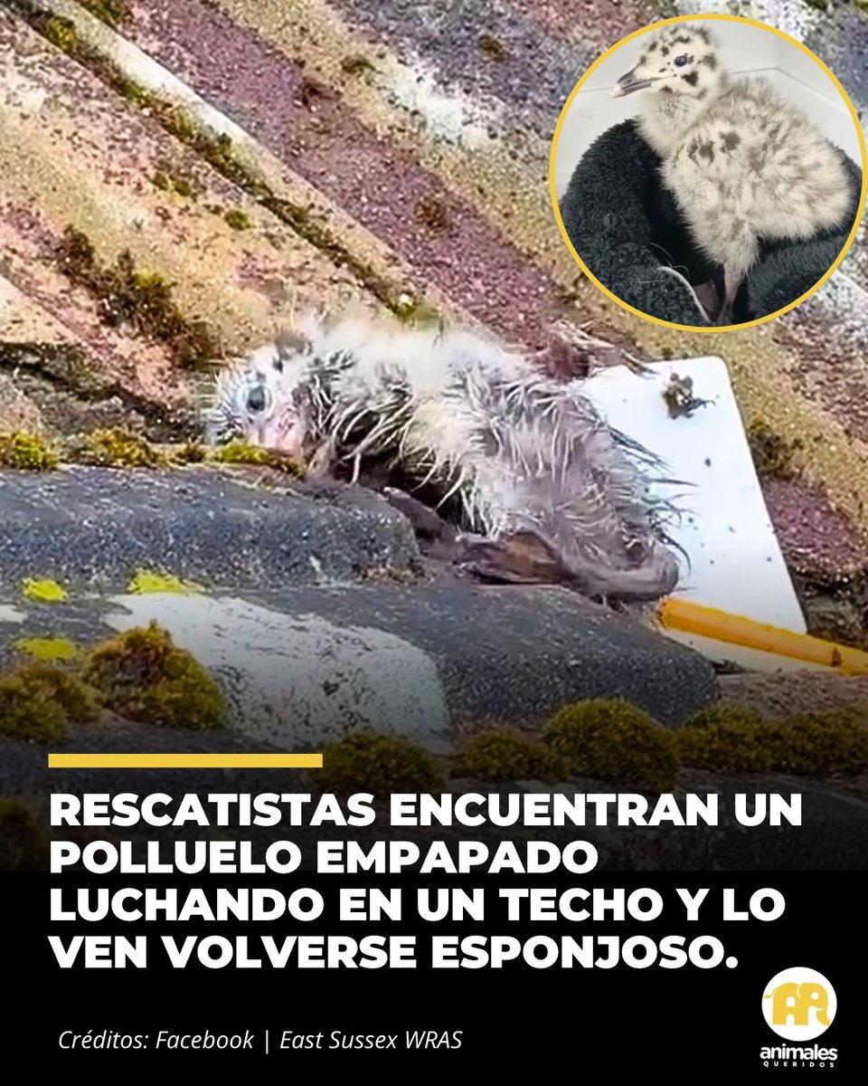 AnimalesQueri2's tweet photo. Un residente miró por su ventana y vio una pequeña mancha gris temblando en el techo.

La lluvia caía fuerte en East Sussex, Inglaterra, y el bulto empapado sobre las tejas apenas podía moverse. Era un polluelo de gaviota argéntea. Tenía apenas cuarenta y ocho horas de vida y ya estaba perdiendo la batalla contra el frío.

El rescate no fue sencillo. Cuando Abbie Marsden y Thea Taylor, del equipo de rescate de vida silvestre WRAS, llegaron al lugar, el pequeño había resbalado aún más cerca del borde.

Desde una ventana, usando una red telescópica, lograron atraparlo justo a tiempo.

Pero, ¿por qué un ave tan pequeña estaba sola fuera de su nido bajo la tormenta?

A diferencia de otros pájaros, las crías de gaviota argéntea nacen con un instinto explorador inmediato. El problema es que en las ciudades, ese entorno suele ser un techo inclinado de tejas, no un acantilado costero. Y como su plumaje inicial no es impermeable, una caída bajo la lluvia significa hipotermia inmediata.

Ya en el centro de rescate, lo colocaron en una incubadora. El calor hizo su trabajo, junto con fluidos para rehidratarlo.

Y entonces, la magia ocurrió.

En cuestión de horas, el polluelo débil, aplastado y empapado desapareció. En su lugar, el equipo vio levantarse a una bola de plumas grises, completamente esponjosa y llena de energía, caminando con firmeza por el recinto.

Ahora, crecerá seguro junto a otros huérfanos hasta poder volver al cielo.

A veces, una mala caída prematura no significa el final. Solo es un desvío urgente hacia unas manos más amables.

#gaviota