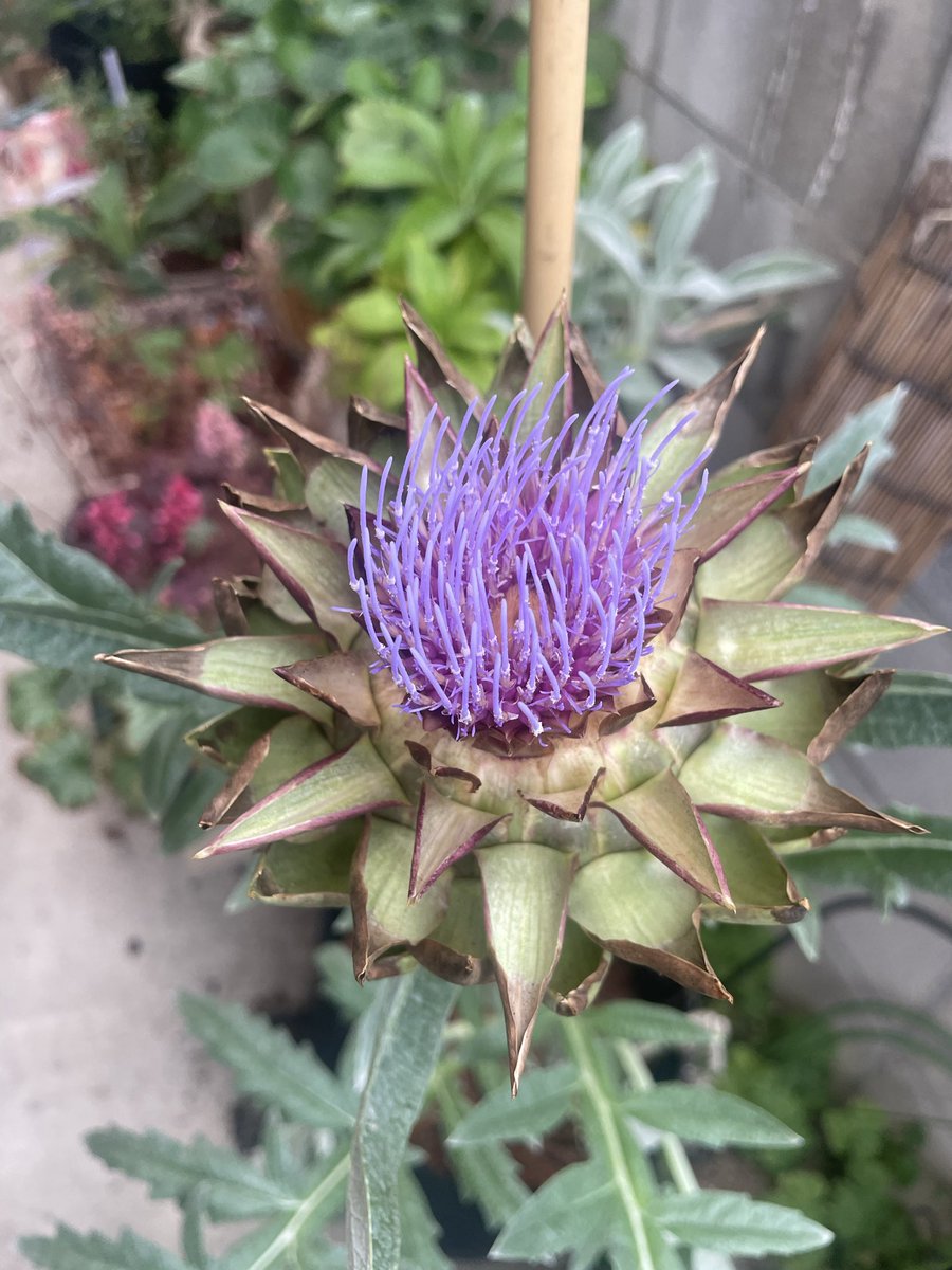 melon_uta's tweet photo. アーティチョークの開花
一日でガッツリ咲きました
見事ですね https://t.co/l7lwOcLN0c