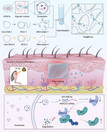 Dermal Cell News tweet media