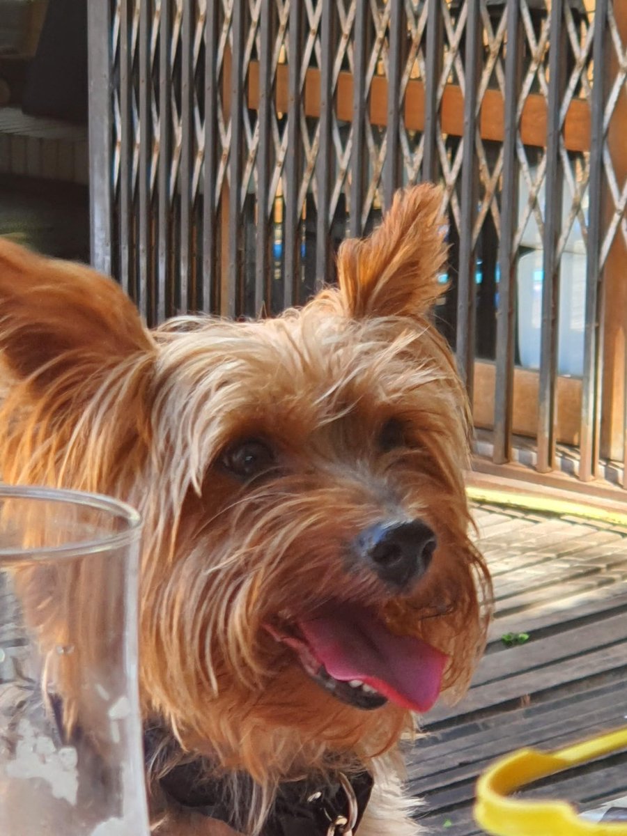 Atusuki_'s tweet photo. pq animais nao vivem eternamente?

sinto mto sua falta lucky, por mais q vc tenha partido faz tempo nunca vou esquecer de nenhum dos meus dias mais felizes com vc https://t.co/k7jqdBgPXB