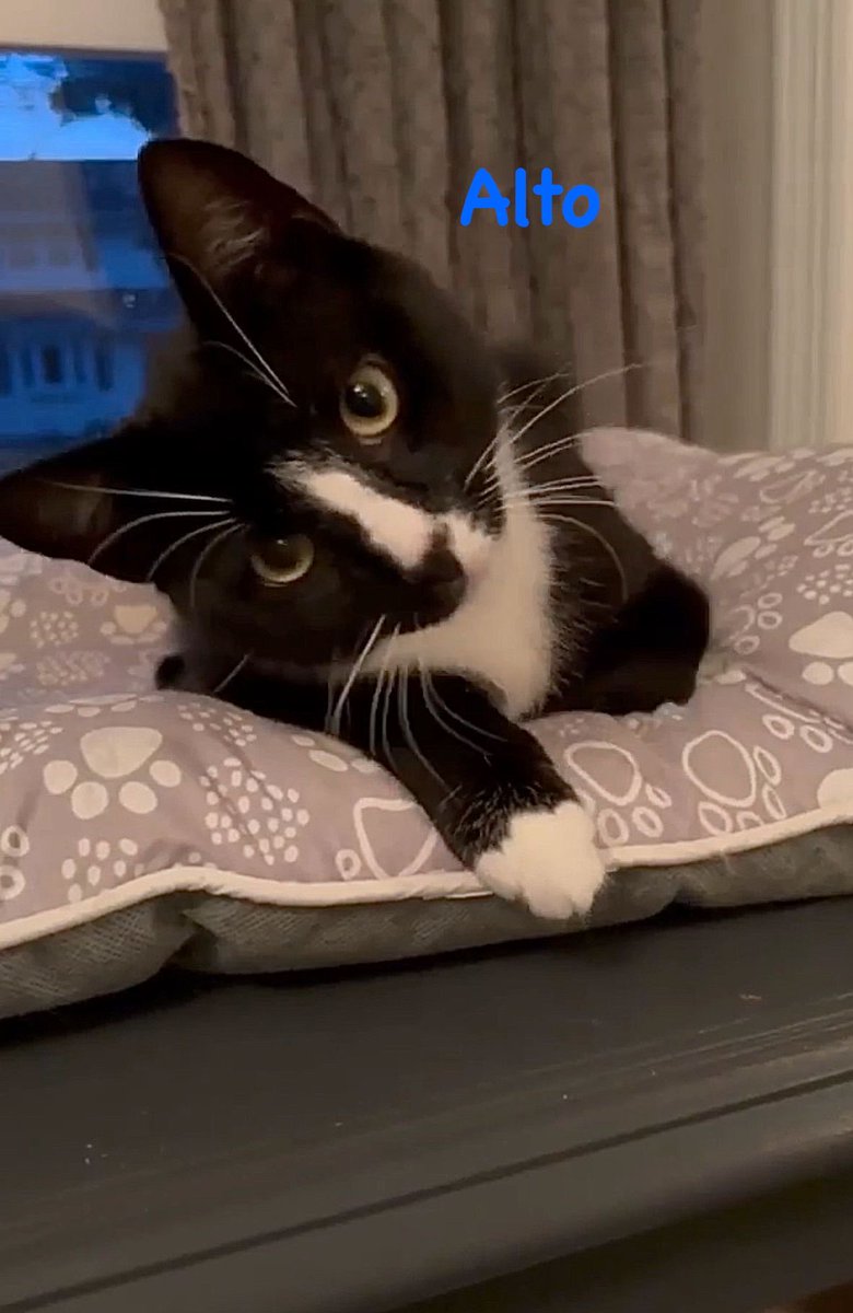rescueridge's tweet photo. 🎵 Meet Alto! 🖤🤍

This 7-month-old tuxedo boy may start off shy, but once he trusts you, he’s all sweetness, playtime &amp; adorable deep meows. 🎶

Alto loves other cats &amp; would thrive with a feline friend. Handsome, gentle &amp; full of charm.

📍 Manalapan PetSmart https://t.co/VI6kk4oMQb