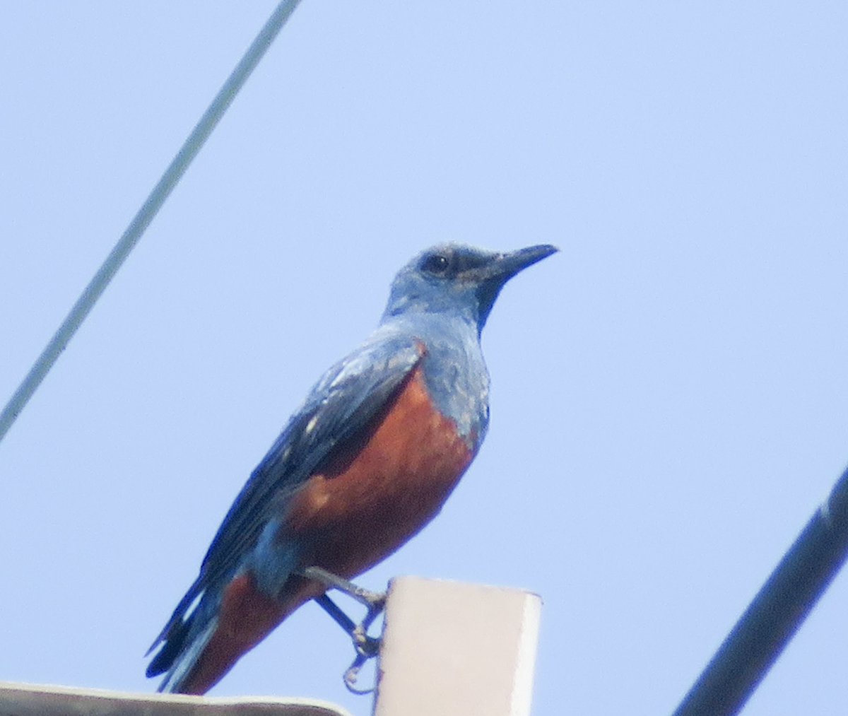 XUUHIRO's tweet photo. #イソヒヨドリ さんと

6月1日　奈良旅行で撮影

#野鳥　
#birdwatching
#バードウオッチング https://t.co/gMZ8X0qVR6