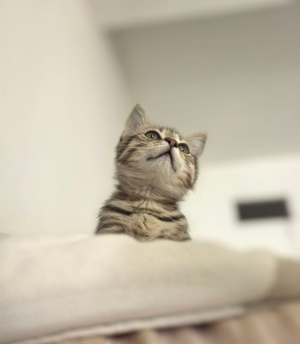 wave56864249189's tweet photo. 可爱的小猫咪😊😊😊 https://t.co/qWJjq8par8