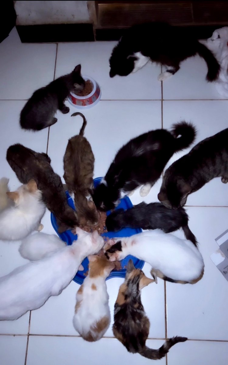 di_abrigo_davi's tweet photo. Titios, esperamos o dia inteiro pela ajuda que não chegou. O que restava foi dividido e não foi suficiente. Contando com os gatos do abrigo e das ruas do povoado são em torno de 100  e 40 cachorros 
Passamos o dia também sem areia.
🔑 dieginaramos@gmail.com
(Adervan dos Reis) https://t.co/SsOLXZeOMp
