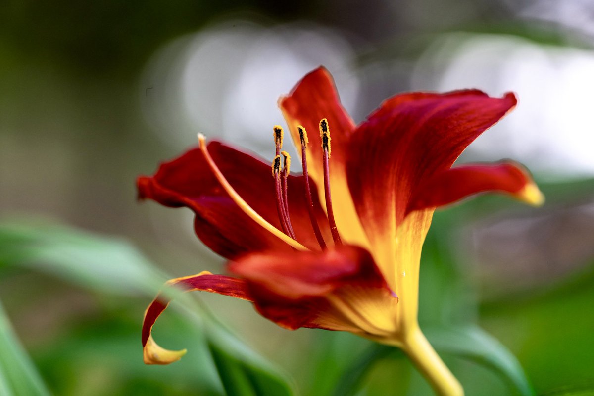 houroumono's tweet photo. Hemerocallis https://t.co/Lwy3F9yNdc