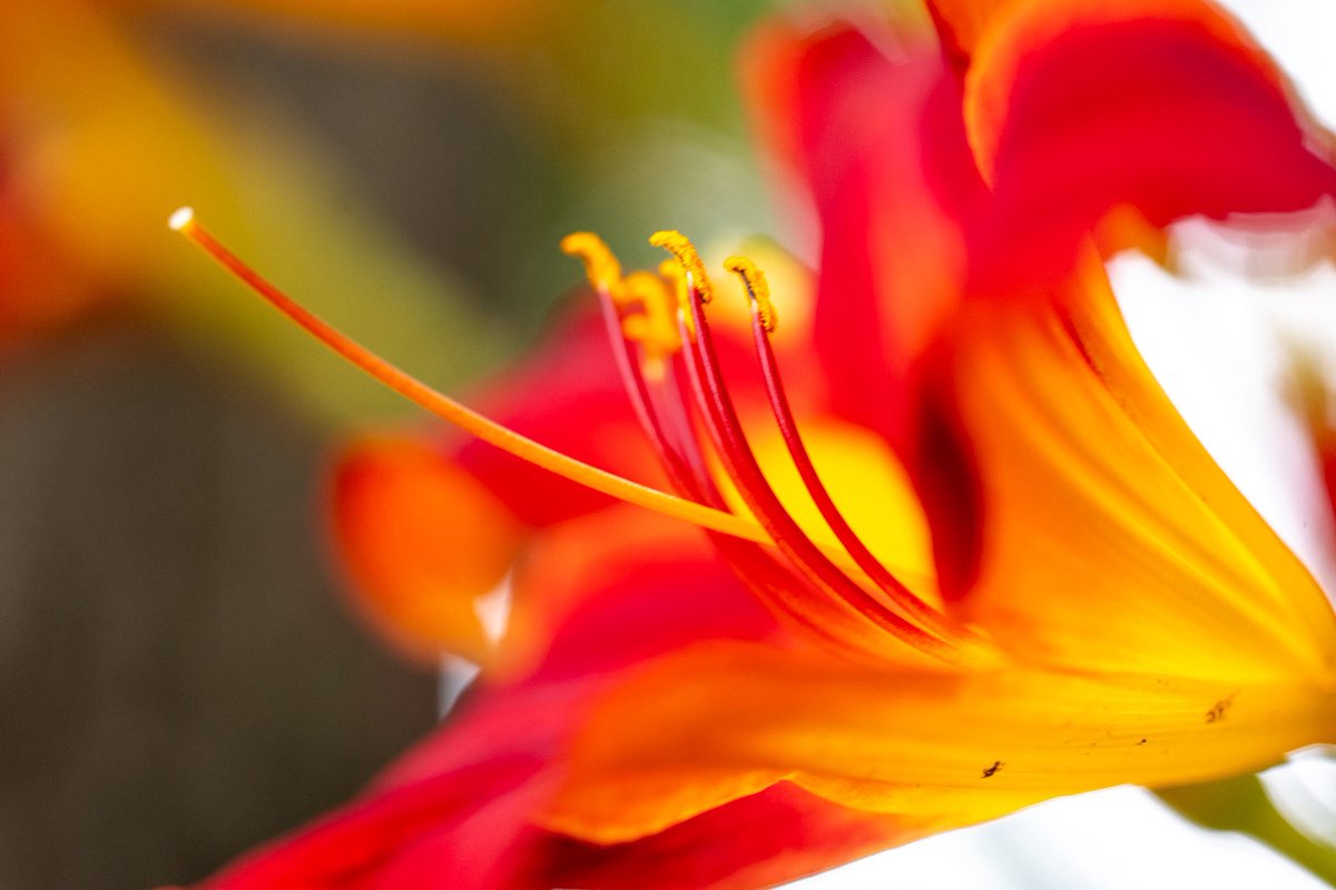 houroumono's tweet photo. Hemerocallis https://t.co/Lwy3F9yNdc