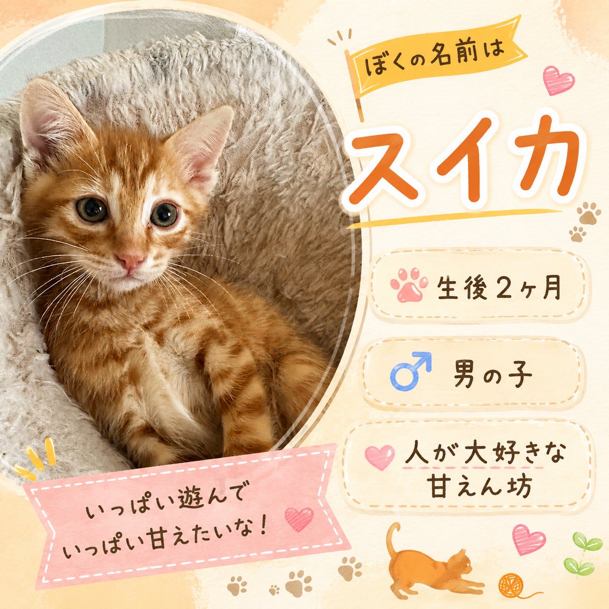 km777778's tweet photo. スイカくん
譲渡会デビュー

兄弟で一番小柄で
甘えん坊です

仕事の邪魔をしてきます https://t.co/jWQj4VyAm6