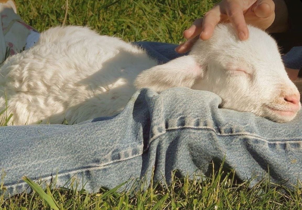 thefarmersheep's tweet photo. this adorable lamb is so beautiful https://t.co/Hd9fY1VseC