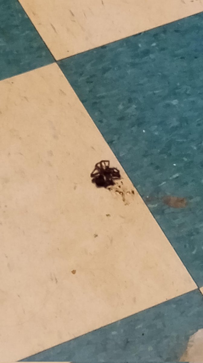 HeyRainyDaze's tweet photo. @FaceforRadio__ It was definitely pet sized, but it wasn't a tarantula. Those tiles are 1x1ft 💀 https://t.co/iXLpZuJEkD
