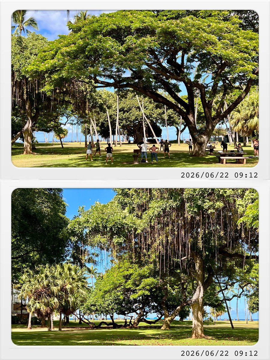 twincities2026's tweet photo. 穿過這片鬱鬱蔥蔥,藍綠相間的海水與海上搖曳的帆舟便在樹影間現身|木々の向こうに青い海、そして波に揺られる白いヨットが見えてきた|Just a bit further through this green tunnel, and the beach is right there! #FortDeRussy #Waikiki #ワイキキ #ハワイ #夏威夷 #威基基海灘 https://t.co/ECCX0SS8q1