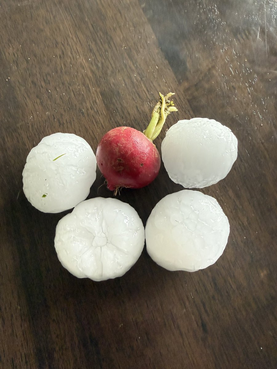 TAC0WX's tweet photo. @NWSCheyenne hail in Gering at approximately 5:57 PM MDT 

radish is for scale https://t.co/kaiZtbrLcy