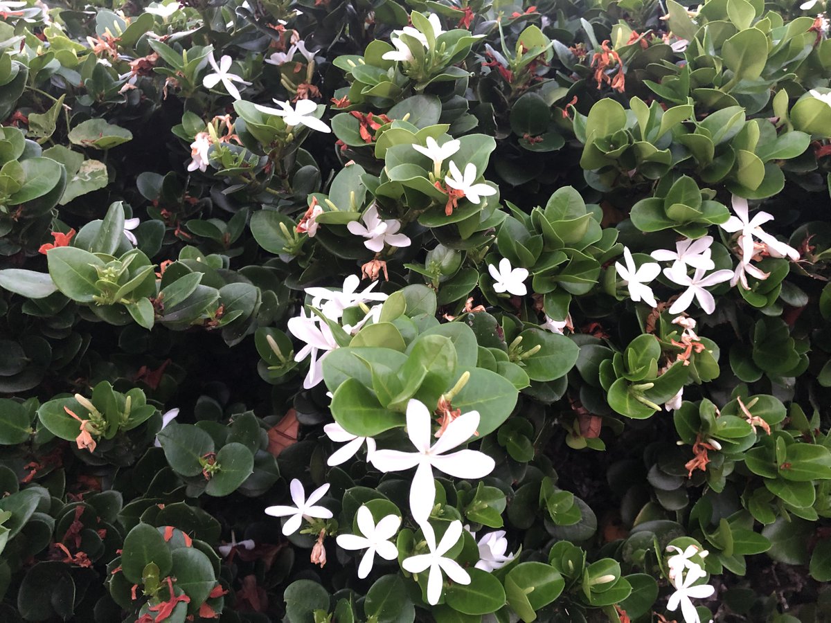 suzejp's tweet photo. 「オオバナカリッサ(大花カリッサ)／Carissa macrocarpa」
キョウチクトウ科。南アフリカ原産。棘のある常緑低木。葉は光沢のある濃い緑色。花は筒状で先端が星状の五弁花。芳香がある。原産地では丸い深紅色の果実を生する。ハワイでは生垣に利用。ロイヤルハワイアンのデュークスレーン側に植栽。 https://t.co/G412YGmBMf