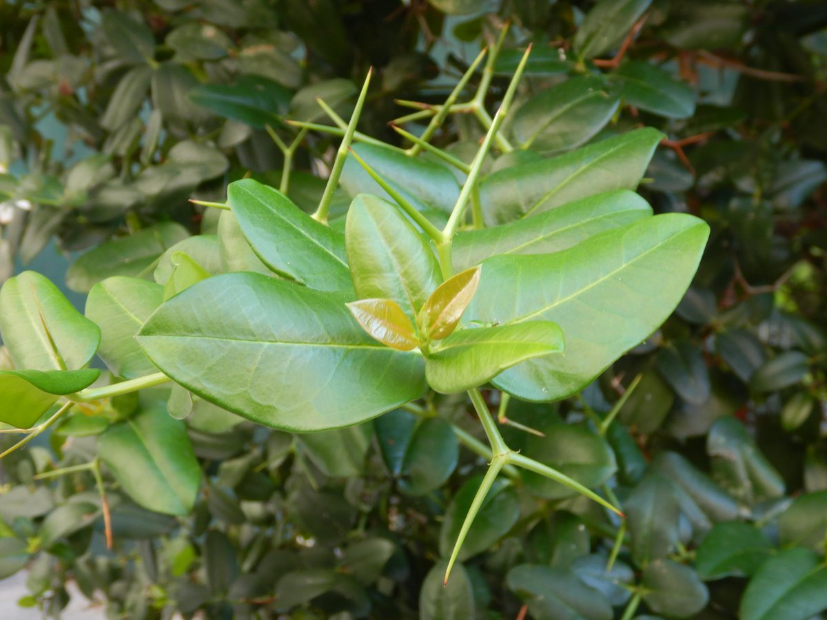 suzejp's tweet photo. 「オオバナカリッサ(大花カリッサ)／Carissa macrocarpa」
キョウチクトウ科。南アフリカ原産。棘のある常緑低木。葉は光沢のある濃い緑色。花は筒状で先端が星状の五弁花。芳香がある。原産地では丸い深紅色の果実を生する。ハワイでは生垣に利用。ロイヤルハワイアンのデュークスレーン側に植栽。 https://t.co/G412YGmBMf