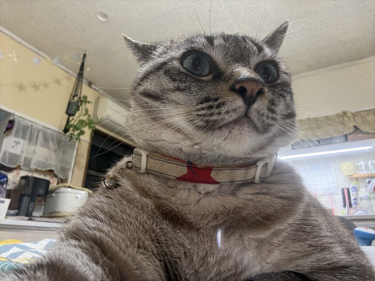 iori27a's tweet photo. 今日も仕事がんばろう🐈 https://t.co/SLeHZHigZj
