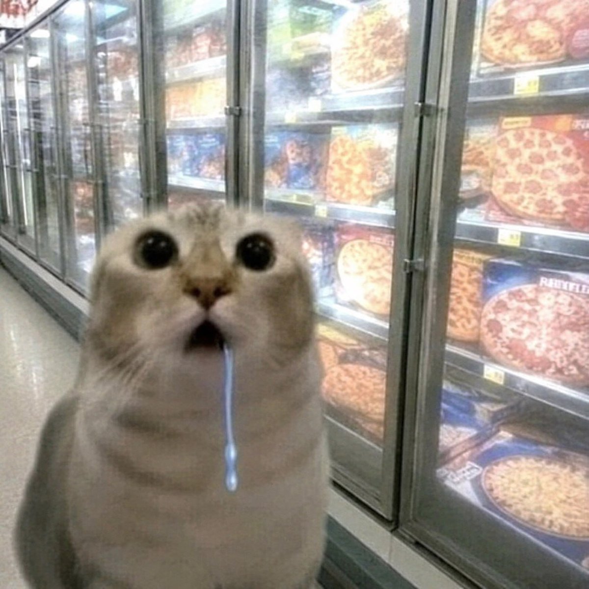 gr3gor14n's tweet photo. wrote a script to collect every drooling cat on x. went on holiday. came back to this collection, enjoy https://t.co/oJfefWRr04