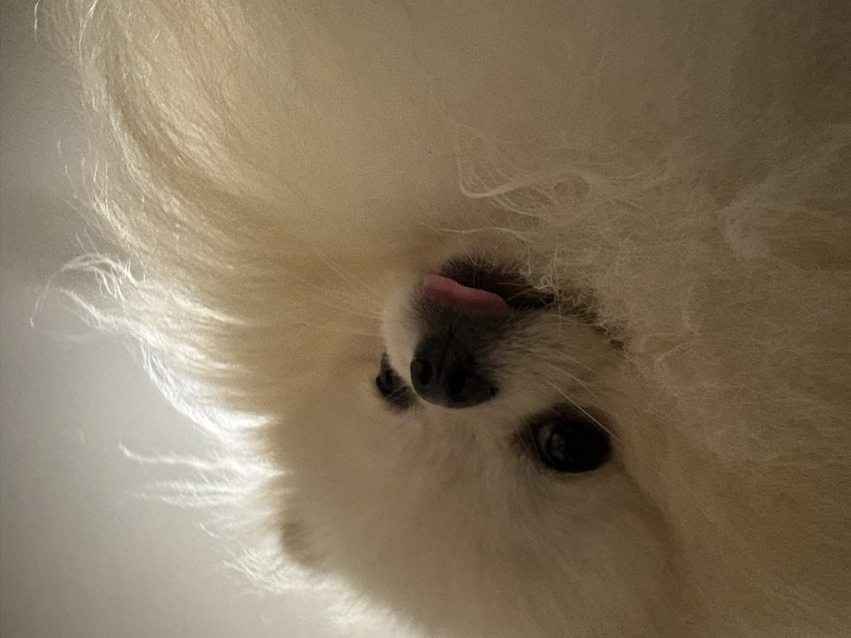 moco_0527_'s tweet photo. こんな光景がタダで毎日見れるので私は幸せもんです🥰犬は最高最強💪
#ポメラニアン https://t.co/IVyvWlSa9k