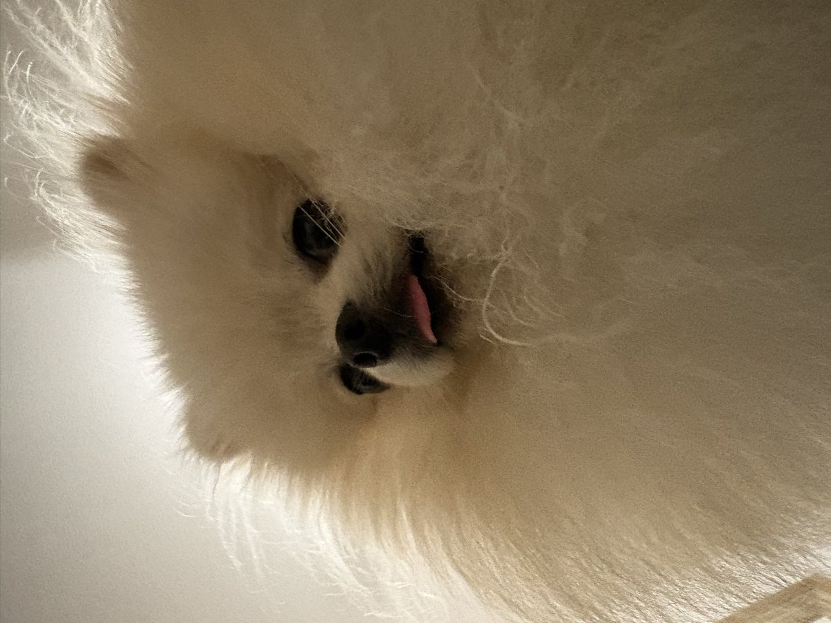 moco_0527_'s tweet photo. こんな光景がタダで毎日見れるので私は幸せもんです🥰犬は最高最強💪
#ポメラニアン https://t.co/IVyvWlSa9k