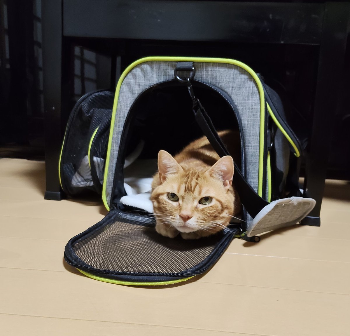 こんなとこにいたの😊 行ってくるね🥰 #本日のとら ＃茶トラ #猫写真