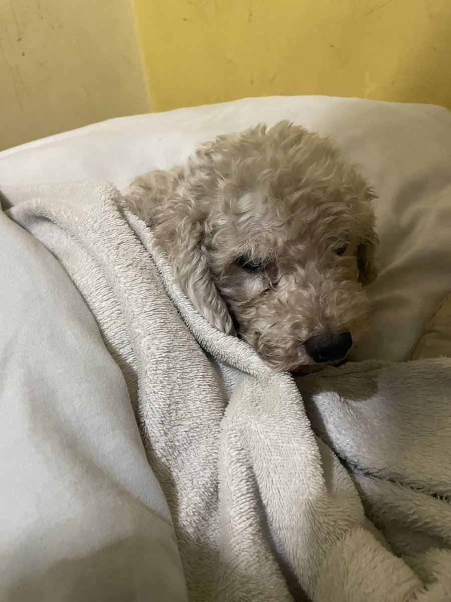 bydjhe's tweet photo. o bob, que faz isso como se fosse um clt com jornada de trabalho de 44 horas semanais!! https://t.co/EO8nkrCnHK