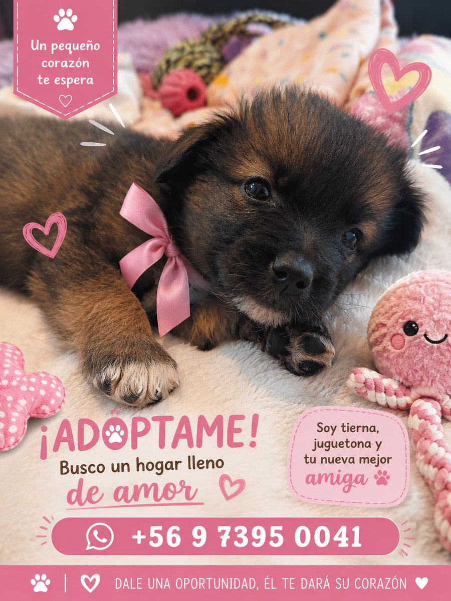 mariadanielayf's tweet photo. Bebés de 2 meses en adopción fueron abandonados en la calle será medianos a grande, llamar o enviar wsp a Carmen Gloria. #quilicura #santiago https://t.co/Q5jTJuPW0x