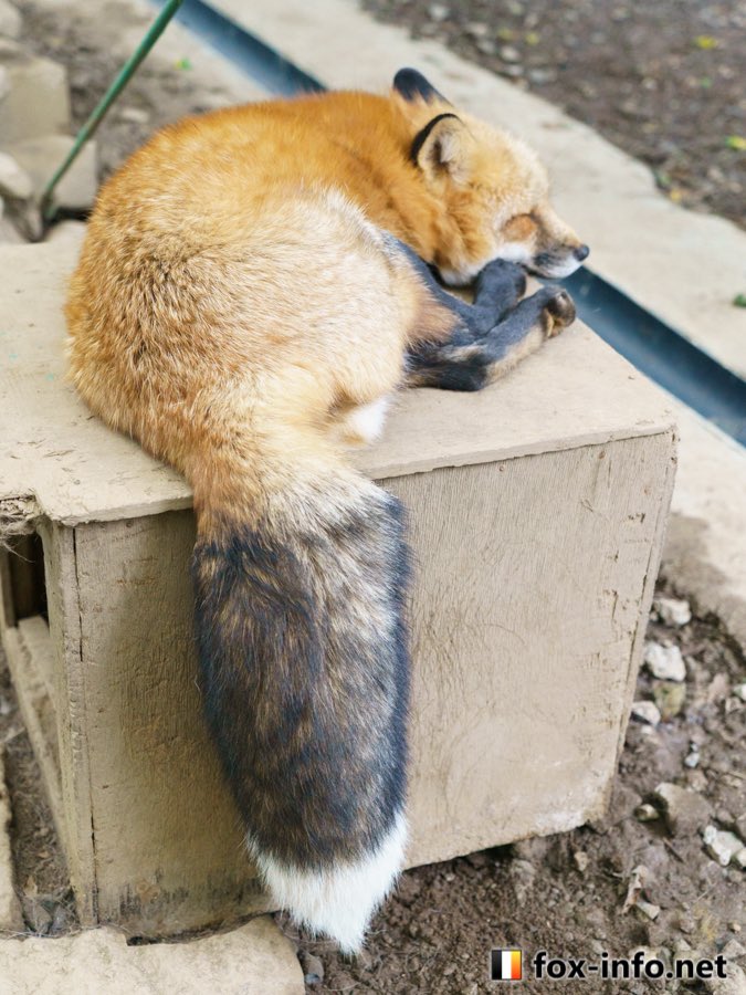 fox_info_net's tweet photo. 爆モフわよ https://t.co/YutMd1PsrK