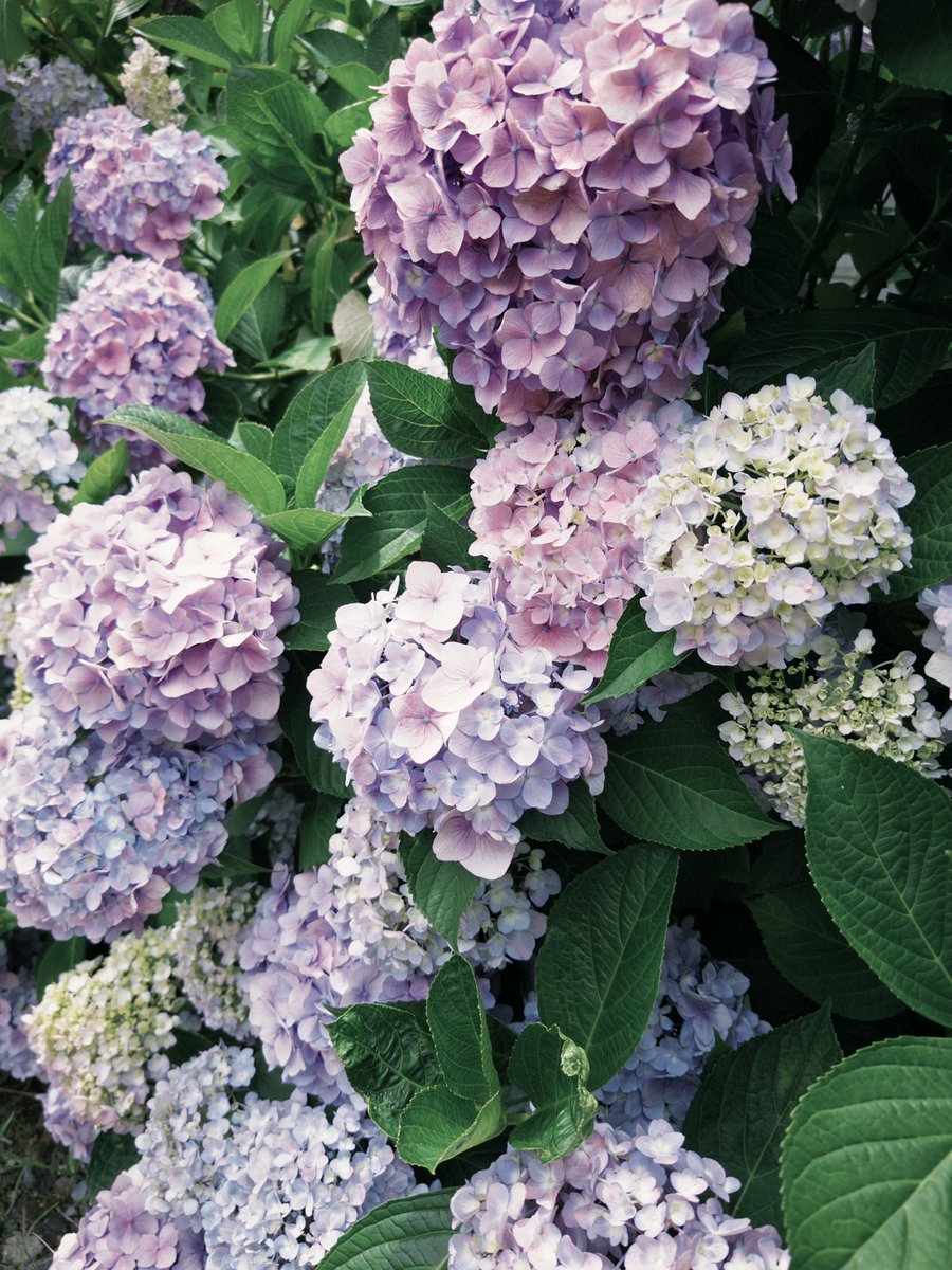 JACKAL_JAPAN's tweet photo. 今年もこの季節
#紫陽花 https://t.co/ivkhIutS5R