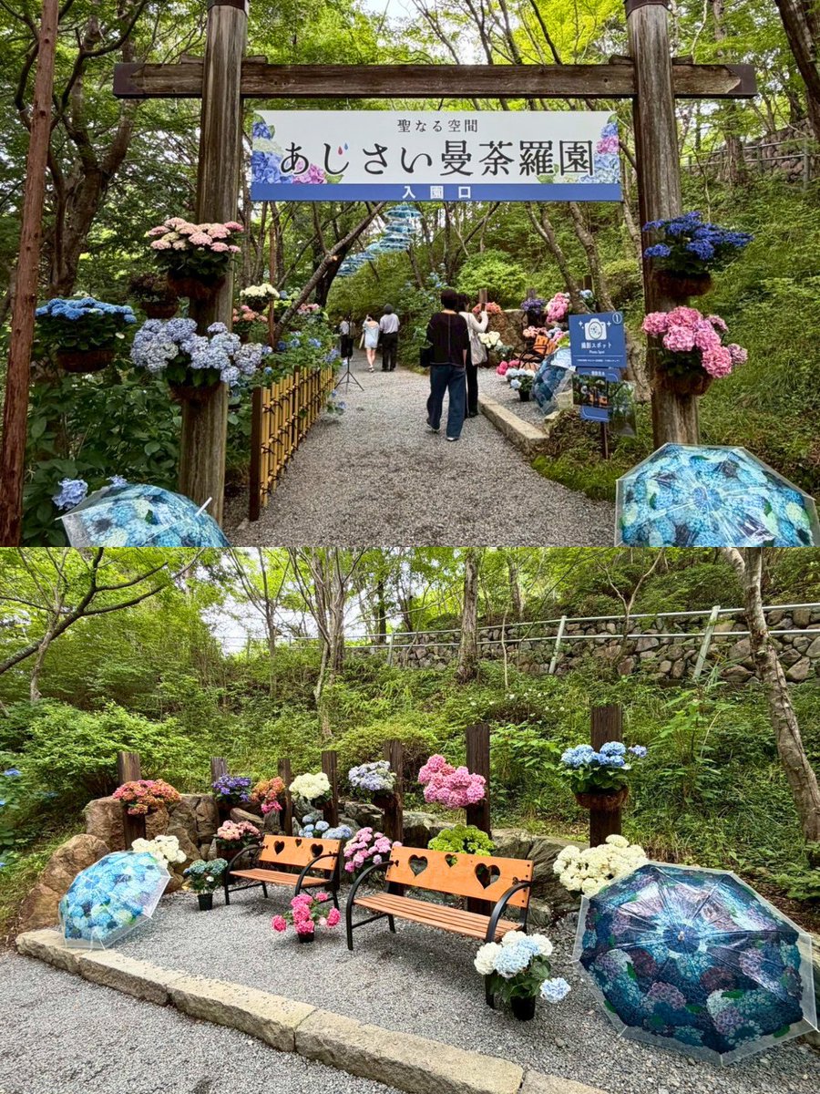koyasandaisido's tweet photo. 先日6月21日（日）の「救馬渓観音」様での塗香作り体験会の様子です。

ちょうどあじさいも見頃で、境内がとても華やかで賑わっていました。

#高野山 #塗香

救馬渓観音の詳細はこちら
 https://t.co/koaT0b8oum https://t.co/2EKoidixgK