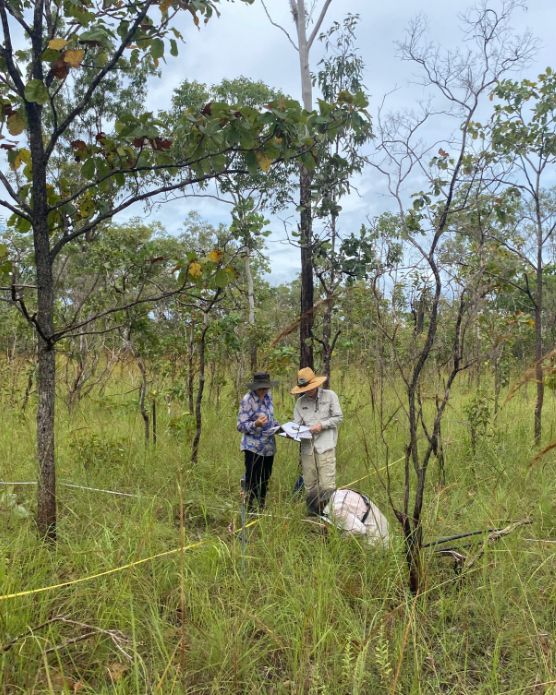TERN tweet media