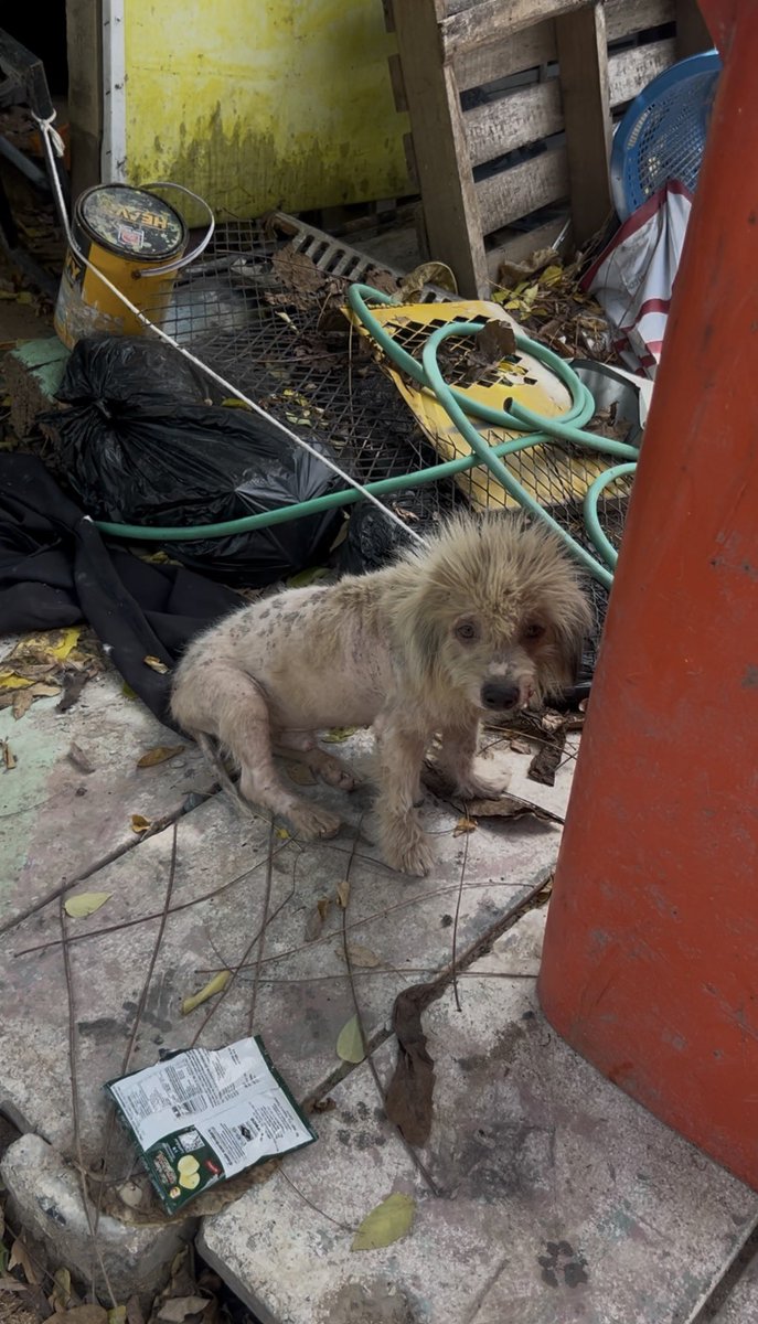 Happy Doggo Thailand tweet media