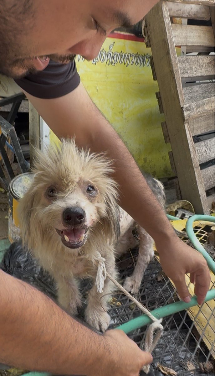 Happy Doggo Thailand tweet media