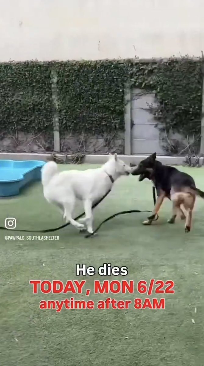 LilaFlw's tweet photo. German shepherd THE MAN, rescue only. Still alive but can be killed ANYTIME—final deadline expired💔

In KILL SHELTER that markets as “no-kill”:
he literally got deadline &amp; can be euth’d anytime! NOT no-kill.

Need:
ADOPT (🇺🇸/🇨🇦)
or
FOSTER (free, no$)

Reply if you can help/Q’s https://t.co/kapKioTe0d